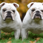 Two white bulldogs with wrinkled faces and stocky builds stand side by side on grass, facing the camera. The background features blurred autumnal foliage, suggesting it is fall. Both dogs have similar expressions, giving them a stern and attentive look—much like seasoned stock market analysts.